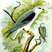 Black-shouldered Kite